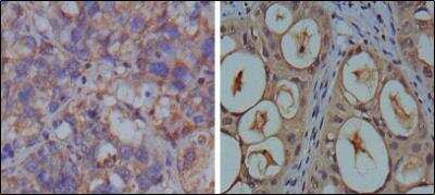 Immunohistochemistry-Paraffin: GAPDH Antibody (1A10) - BSA Free [NBP1-47339]