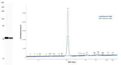 Simple Western Analysis of GAPDH in Jurkat and MCF-7 Cell Lysates
