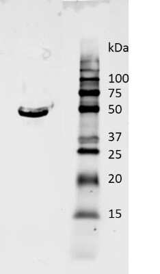 Western Blot Analysis of GAPDH in Chicken Pectoralis Major