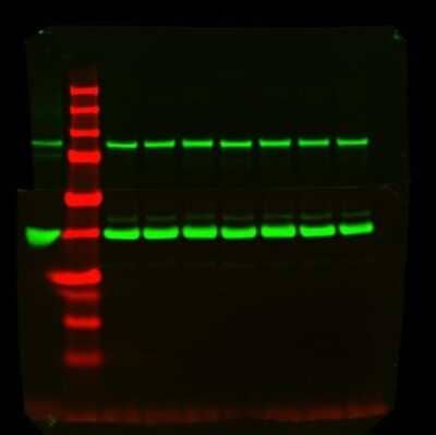 Western Blot Detection of GAPDH in Human Nucleus Pulposus Cell Culture