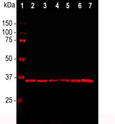 Western Blot Detection of GAPDH in Multiple Cell Lysates