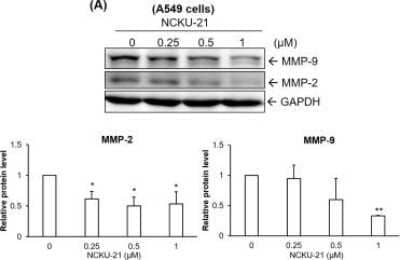 Western Blot Detection of GAPDH in Multiple Treated Cell Lines