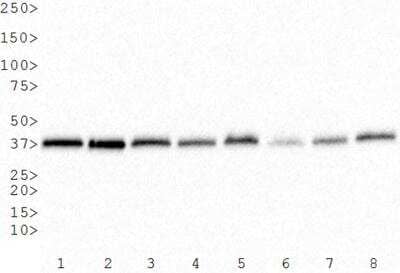 Western Blot: GAPDH Antibody (6C5cc) [NB600-502]