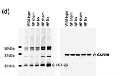 Western Blot: GAPDH Antibody (6C5cc) [NB600-502]