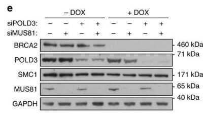 Western Blot: GAPDH Antibody (6C5cc) [NB600-502]