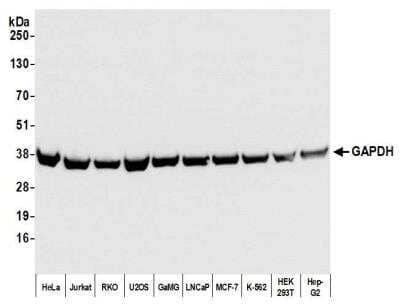 Western Blot: GAPDH Antibody (BLR103H) [NBP3-14695]