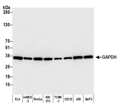 Western Blot: GAPDH Antibody (BLR103H) [NBP3-14695]