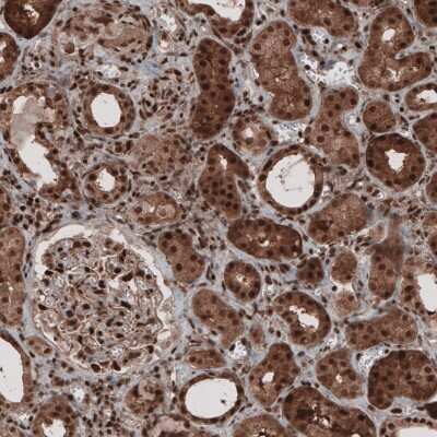 Immunohistochemistry-Paraffin: GAPDH Antibody (CL3265) [NBP2-59025]