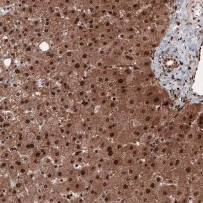 Immunohistochemistry-Paraffin: GAPDH Antibody (CL3265) [NBP2-59025]