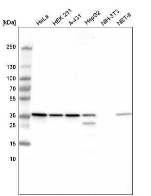 Western Blot: GAPDH Antibody (CL3265) [NBP2-59025]