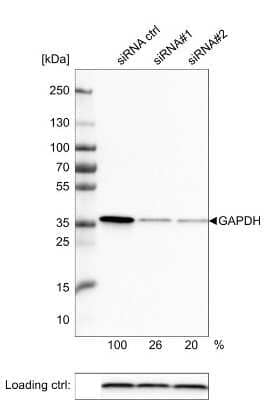 Western Blot: GAPDH Antibody (CL3266) [NBP2-59779]