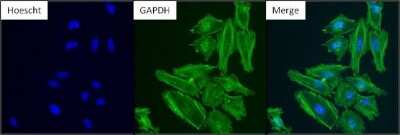 Immunocytochemistry/ Immunofluorescence: GAPDH Antibody (GA1R) - Azide and BSA Free [NBP2-37828]