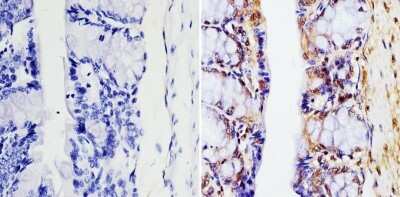 Immunohistochemistry-Paraffin: GAPDH Antibody (GA1R) - Azide and BSA Free [NBP2-37828]