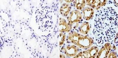 Immunohistochemistry-Paraffin: GAPDH Antibody (GA1R) - Azide and BSA Free [NBP2-37828]