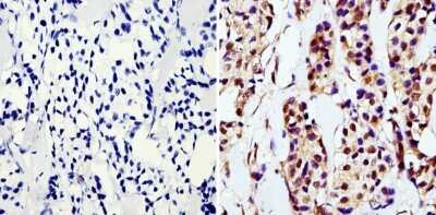 Immunohistochemistry-Paraffin: GAPDH Antibody (GA1R) - Azide and BSA Free [NBP2-37828]