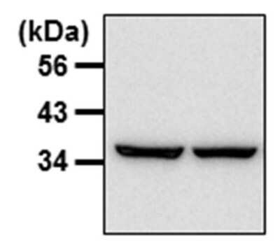 Western Blot: GAPDH Antibody (GA1R)Azide and BSA Free [NBP2-37828]