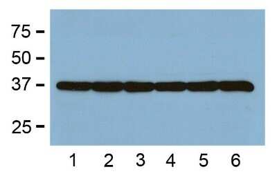 Western Blot: GAPDH Antibody (GA1R)Azide and BSA Free [NBP2-37828]