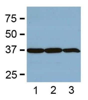 Western Blot: GAPDH Antibody (GA1R)Azide and BSA Free [NBP2-37828]