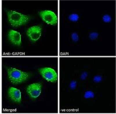 Immunocytochemistry/ Immunofluorescence: GAPDH Antibody [NB300-320]