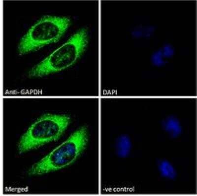 Immunocytochemistry/ Immunofluorescence: GAPDH Antibody [NB300-320]