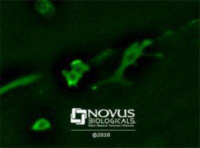Immunocytochemistry/ Immunofluorescence: GAPDH Antibody [NB300-322]