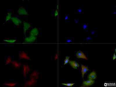 Immunocytochemistry/ Immunofluorescence: GAPDH Antibody [NB300-324]