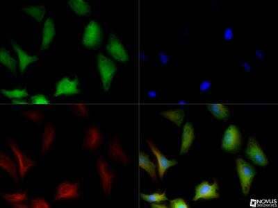 Immunocytochemistry/ Immunofluorescence: GAPDH Antibody [NB300-325]