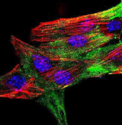 Immunocytochemistry/ Immunofluorescence: GAPDH Antibody [NB300-327]