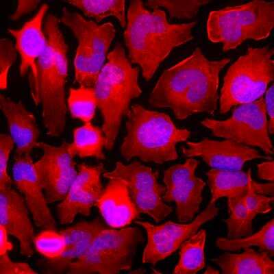 Immunocytochemistry/ Immunofluorescence: GAPDH Antibody [NB300-327]