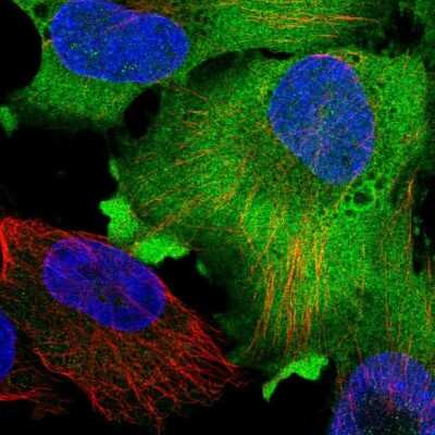 Immunocytochemistry/ Immunofluorescence: GAPDH Antibody [NBP2-48721]