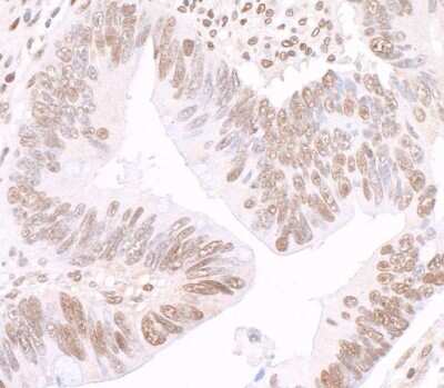 Immunohistochemistry: GAPDH Antibody [NB300-322]