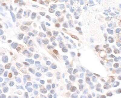 Immunohistochemistry: GAPDH Antibody [NB300-322]