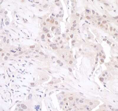 Immunohistochemistry: GAPDH Antibody [NB300-324]