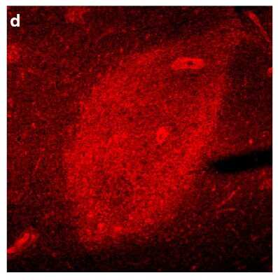 Immunohistochemistry-Paraffin: GAPDH Antibody [NB300-320]