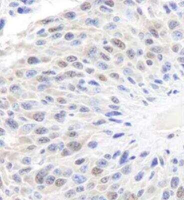 Immunohistochemistry-Paraffin: GAPDH Antibody [NB300-322]