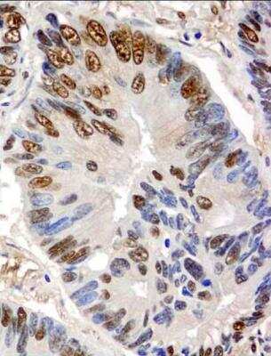 Immunohistochemistry-Paraffin: GAPDH Antibody [NB300-324]