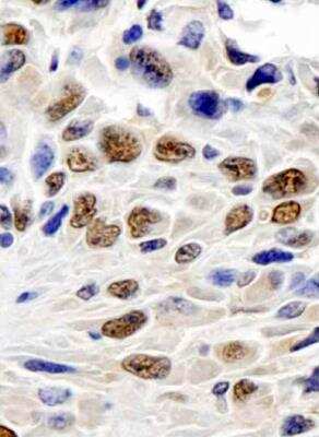 Immunohistochemistry-Paraffin: GAPDH Antibody [NB300-324]
