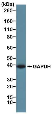 Western Blot: GAPDH Antibody (RM114) [NBP2-77402]