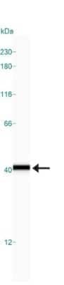 Simple Western: GAPDH Antibody [NB300-322]