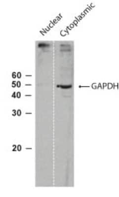 Western Blot: GAPDH Antibody [NB100-56875]