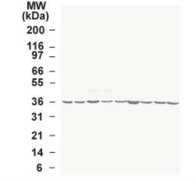 Western Blot: GAPDH Antibody [NB100-56875]