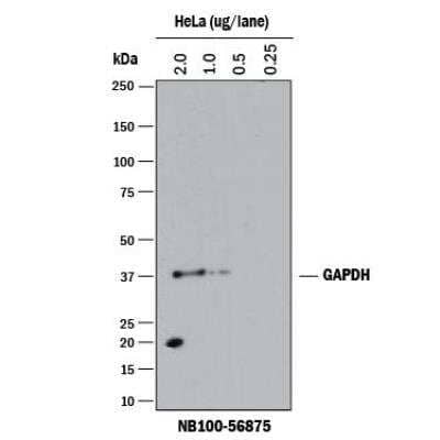 Western Blot: GAPDH Antibody [NB100-56875]