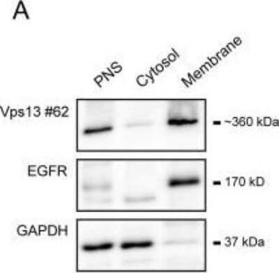 Western Blot: GAPDH Antibody [NB100-56875]