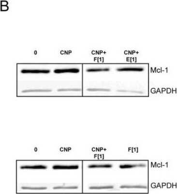 Western Blot: GAPDH Antibody [NB100-56875]