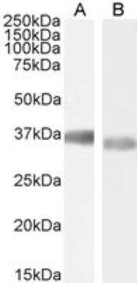 Western Blot: GAPDH Antibody [NB300-320]