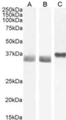 Western Blot: GAPDH Antibody [NB300-320]