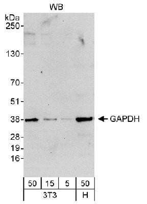 GAPDH Antibody (NB300-322) by Novus, Part of Bio-Techne
