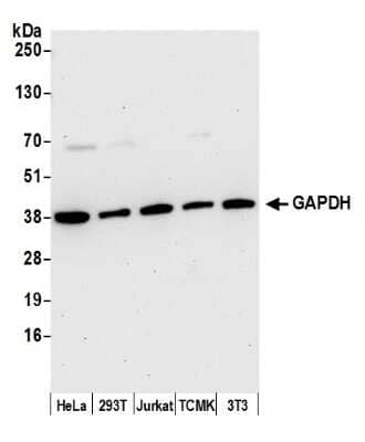 Western Blot: GAPDH Antibody [NB300-322]