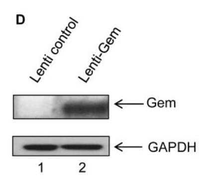 Western Blot: GAPDH Antibody [NB300-322]