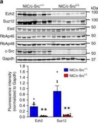 Western Blot: GAPDH Antibody [NB300-322]
